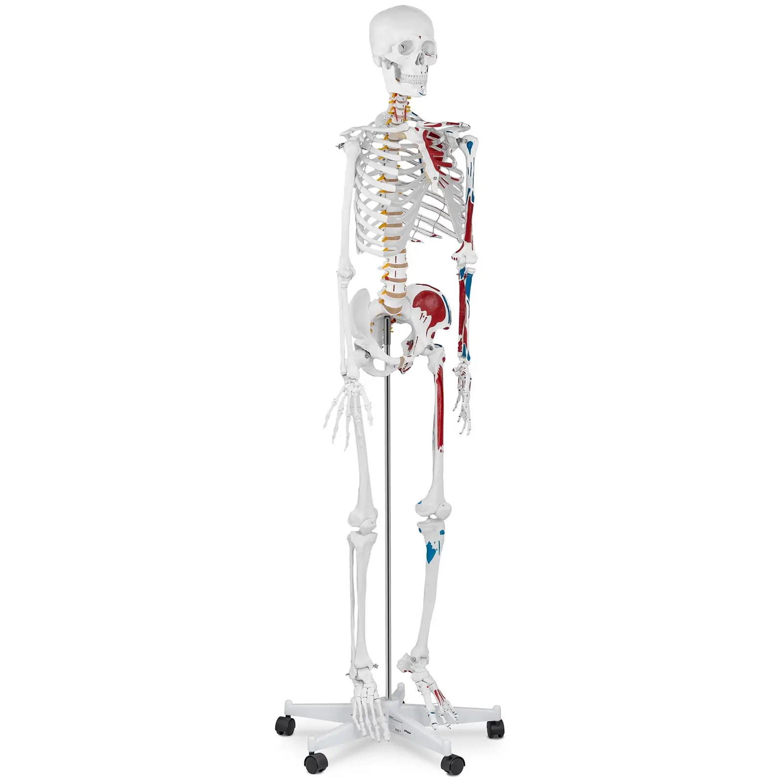 Skeletmodel - naturlig størrelse