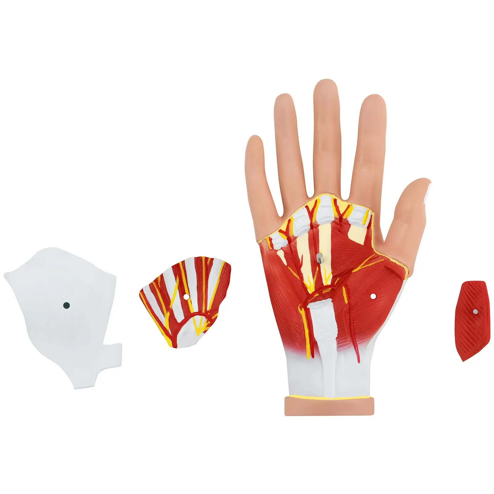 Model af hånden - 4 dele - naturlig størrelse - muskeldegenerering